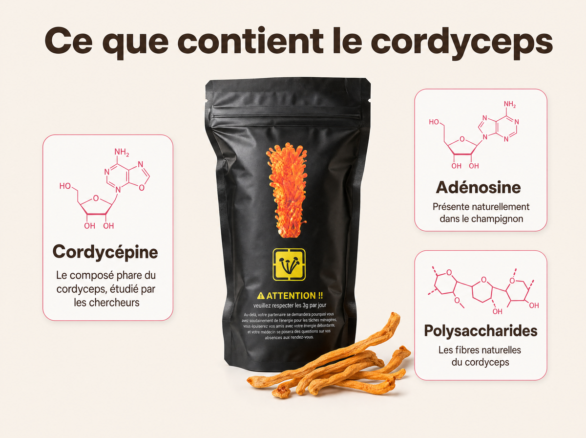 Ce que contient le cordyceps